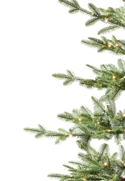 Alpine Balsam Fir Tabletop