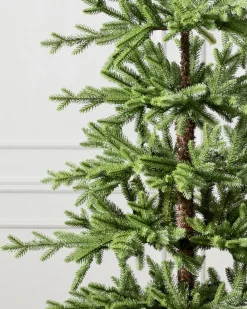 Alpine Balsam Fir Trees