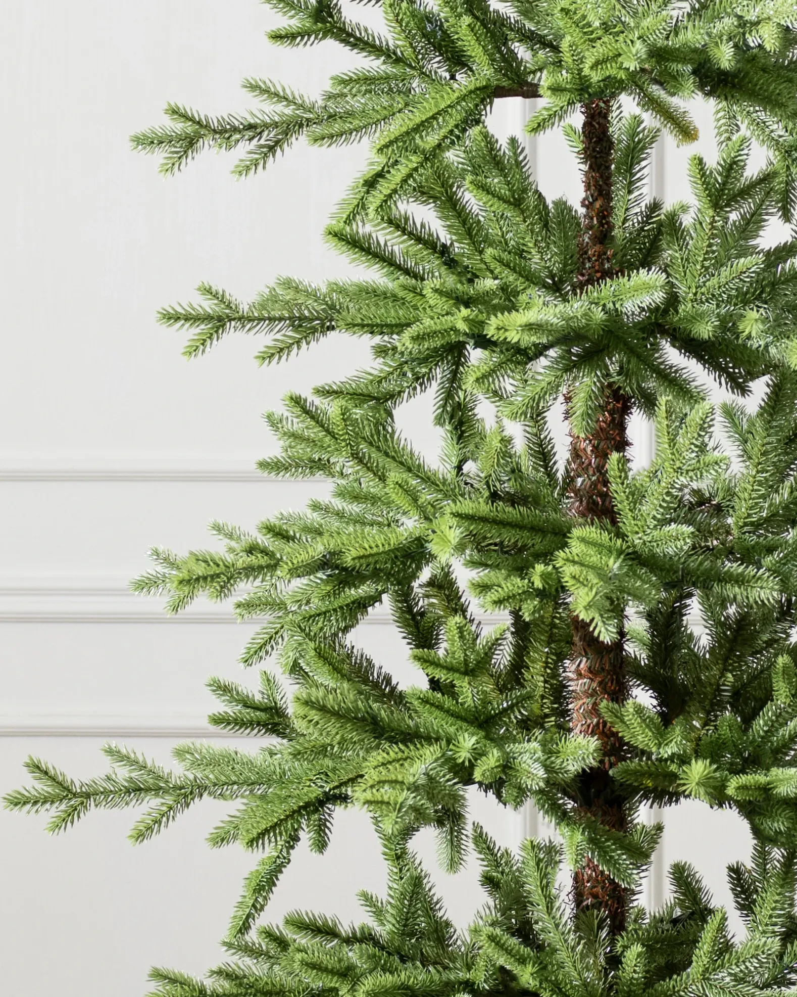 Alpine Balsam Fir Trees