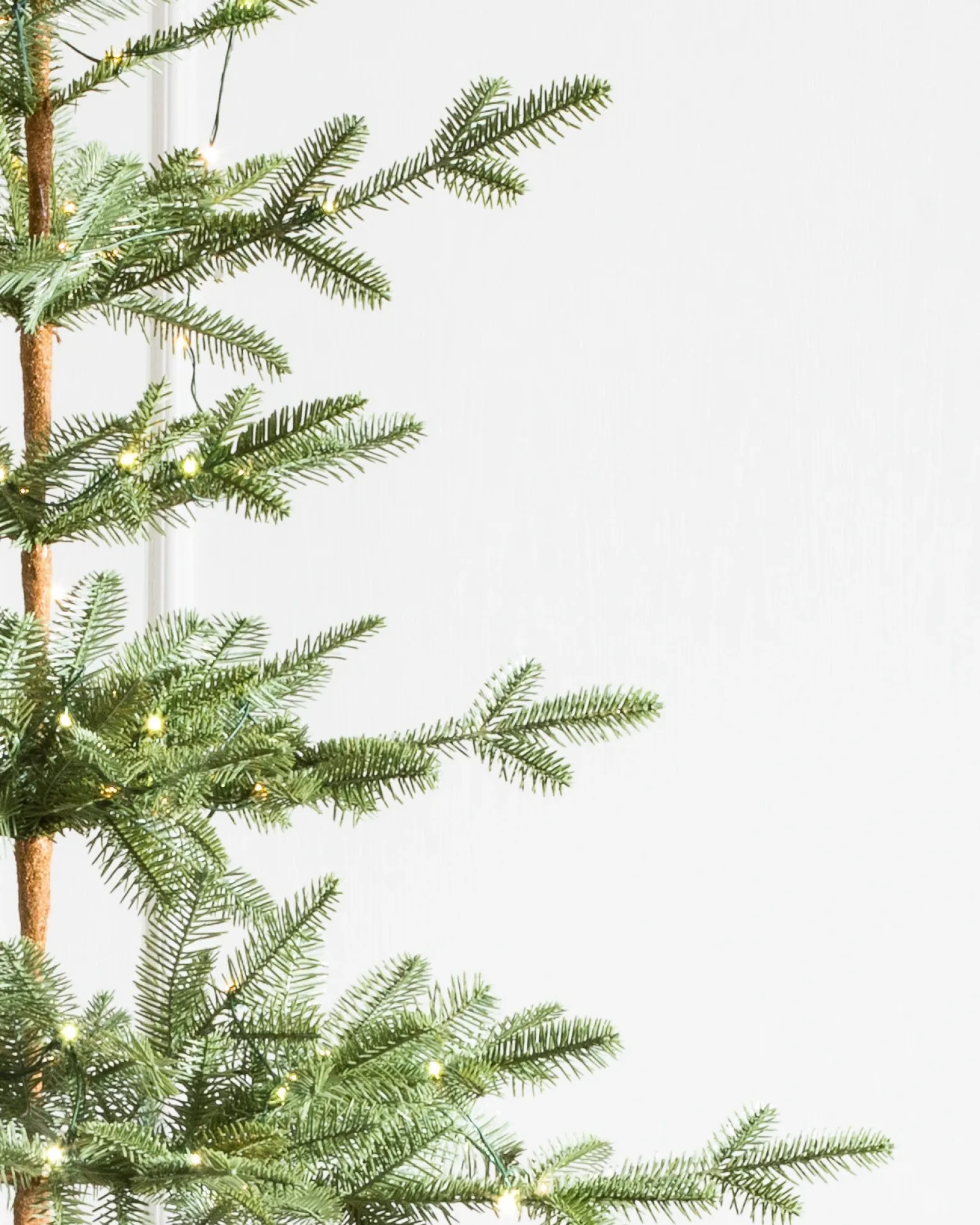 Alpine Balsam Fir Trees