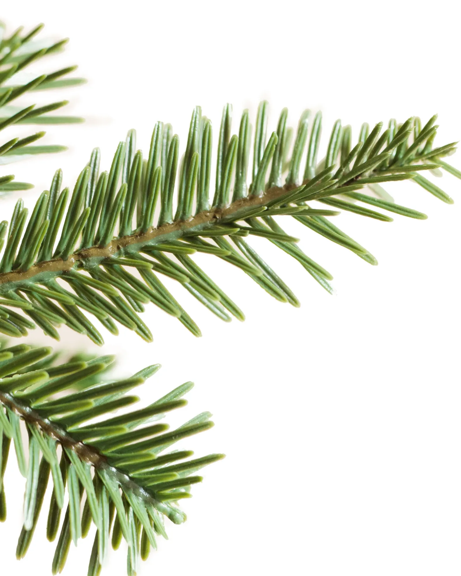 Alpine Balsam Fir Trees