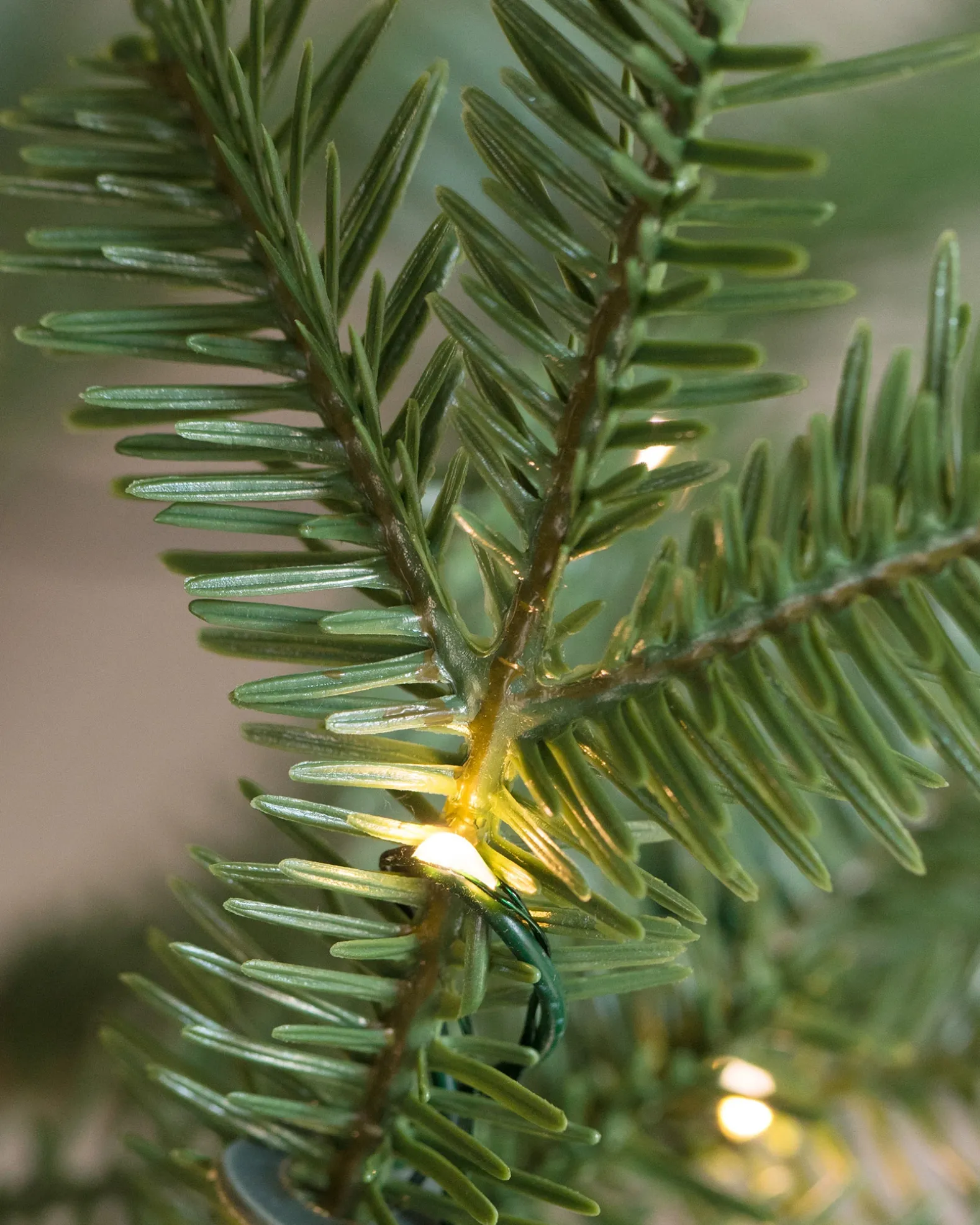 Alpine Balsam Fir Trees