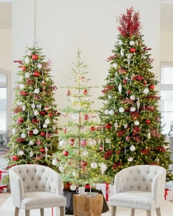 Alpine Balsam Fir Trees