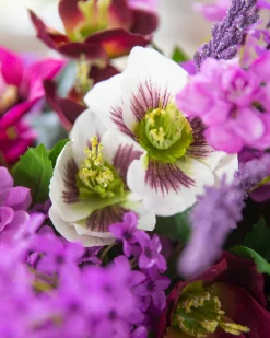 Amethyst Garden Foliage