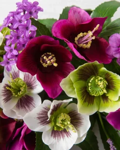 Amethyst Garden Foliage