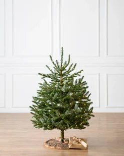 Baby Nordmann Artificial Tabletop Christmas Trees