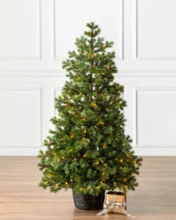 Baby Yukon Spruce® Potted Trees