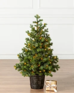 Baby Yukon Spruce® Potted Trees