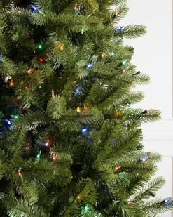 Bellevue Spruce Trees