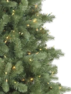 Bellevue Spruce Trees