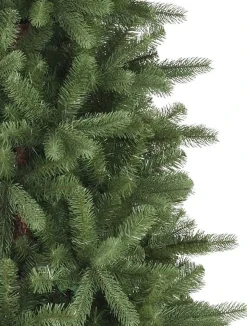 Bellevue Spruce Trees