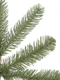 Bellevue Spruce Trees