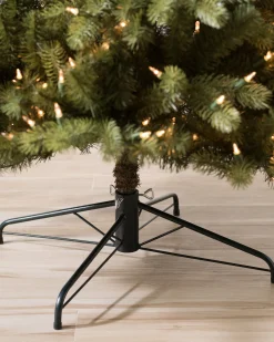 Bellevue Spruce Trees