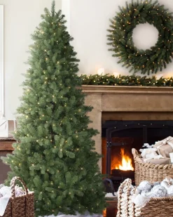 Bellevue Spruce Trees