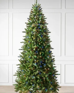 Berkshire Mountain Fir Trees