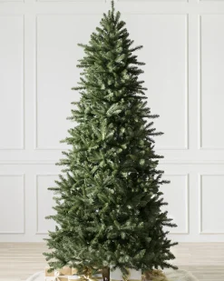 Berkshire Mountain Fir Trees