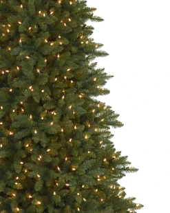 Berkshire Mountain Fir Trees