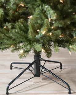 Berkshire Mountain Fir Trees