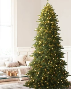 Berkshire Mountain Fir Trees