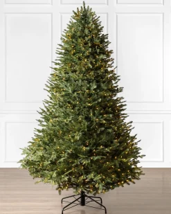 BH Balsam Fir® ReNEW™