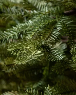 BH Balsam Fir® ReNEW™
