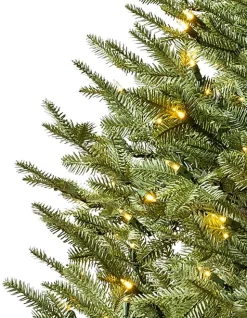 BH Balsam Fir® ReNEW™