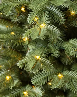 BH Balsam Fir Tabletop