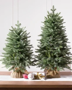 BH Balsam Fir Tabletop
