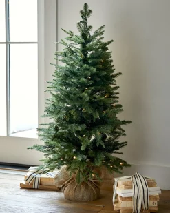 BH Balsam Fir Tabletop