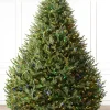 BH Balsam Fir® Trees