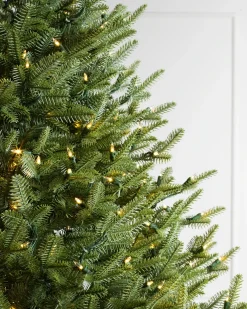 BH Balsam Fir® Trees