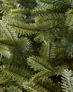 BH Balsam Fir® Trees