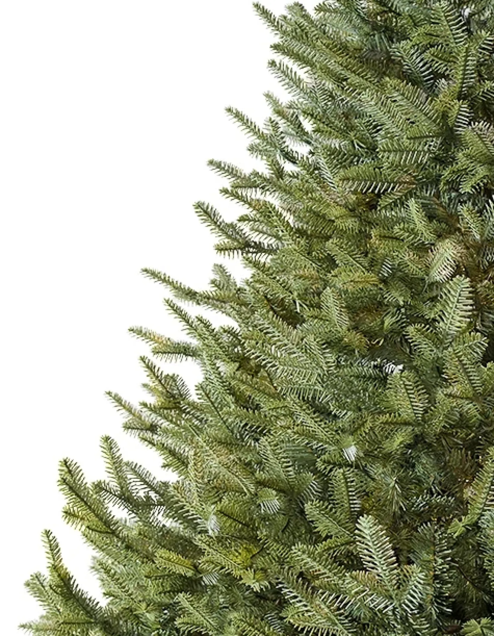 BH Balsam Fir® Trees