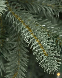 BH Blue Spruce Trees