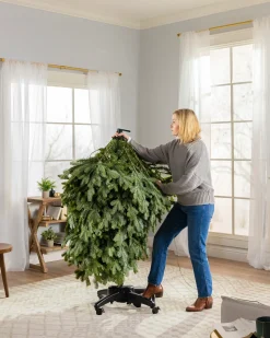 BH Blue Spruce Trees