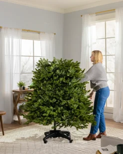 BH Blue Spruce Trees