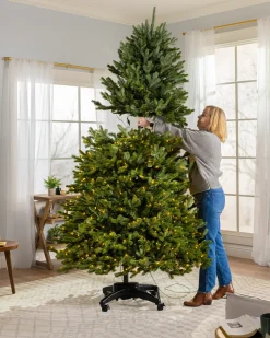 BH Blue Spruce Trees