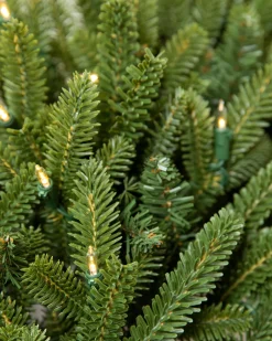 BH Fraser Fir Foliage