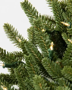 BH Fraser Fir Foliage