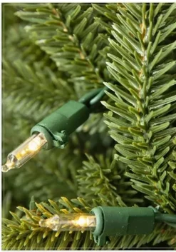 BH Fraser Fir Foliage