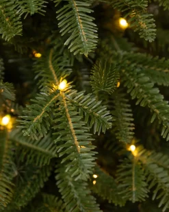 BH Fraser Fir® Tabletop Tree