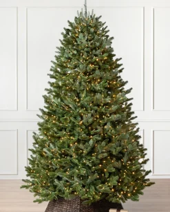 BH Fraser Fir Trees