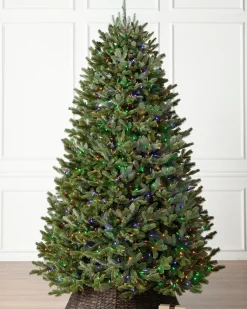 BH Fraser Fir Trees