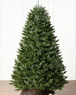 BH Fraser Fir Trees
