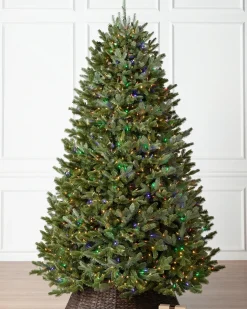 BH Fraser Fir Trees