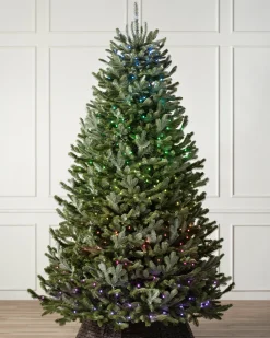 BH Fraser Fir Trees