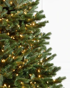 BH Fraser Fir Trees
