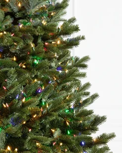 BH Fraser Fir Trees