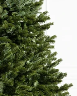 BH Fraser Fir Trees