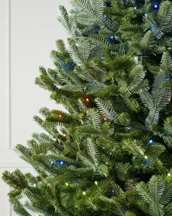 BH Fraser Fir Trees